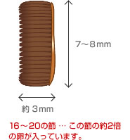 チャバネゴキブリの鞘の大きさ