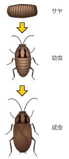 チャバネゴキブリの成長