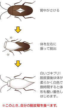 チャバネゴキブリの変態