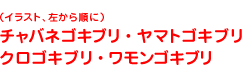 チャバネゴキブリ・ヤマトゴキブリ・クロゴキブリ・ワモンゴキブリ